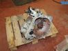 Manual 5 speed gearbox 303000D070
