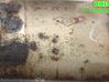 Filtro de partículas del catalizador/FAP/DPF 8201166555