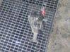 Gearbox transfer box case 