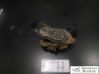 Caliper del freno trasero 8K0615404B