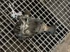 Pavarų dėžės reduktorius (razdatkė) 