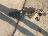 Front shock absorber/damper 