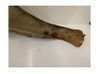 Fender 1302986