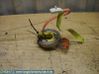 Airbag slip ring squib (SRS ring) 