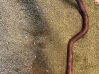 Engine coolant pipe/hose 7811125