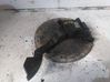 Tailgate/trunk/boot lid 1601CN