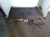 Steering rack 1665418680