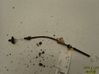Throttle cable 