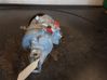Air conditioning (A/C) compressor (pump) 
