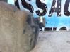 Windshield washer fluid reservoir/tank 0000643176
