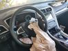 Volante DS733600