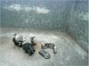 Steering wheel lock DHY37629XB