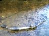 Steering rack 1797155