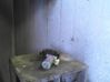 Front door window regulator motor 67628362064
