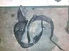 Front wheel arch liner splash guards 