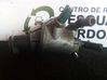 Termostato 55187784