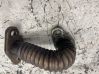 EGR valve line/pipe/hose 