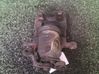 Caliper del freno trasero 00004401C9