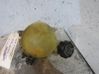 Tapón del depósito de refrigerante 1323W4
