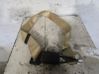 Hebilla del cinturón de seguridad trasero 1U857487