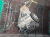 Rear differential 