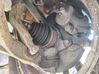 Mangueta de dirección de rueda delantera 8025TA0L