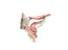 Engine bonnet/hood hinges 