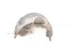 Front wheel arch liner splash guards 7136680