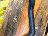 Engine coolant pipe/hose 08674873