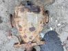 Rear differential 