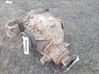 Rear differential 