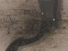 Pédale d'accélérateur 4M519F836AK