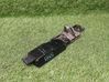 Tailgate/trunk/boot lift motor 4F9827383B