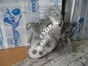 Engine bonnet/hood lock/latch loop/hook 