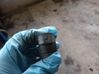 Parking PDC sensor 0263003587