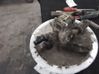 Bomba interna de combustible 