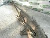 Windshield/front glass wiper blade 
