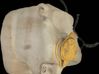 Windshield washer fluid reservoir/tank 289100X800