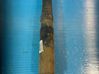 Rear shock absorber/damper 