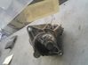 Starter motor 233002654R