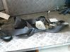 Front seatbelt 8200838275