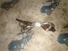 Sonda lambda 6F906262