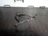 Sensor 8200419177