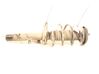 Front shock absorber with coil spring 