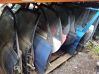 Rear door PILKOS
