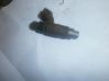 Fuel injector 78098XS