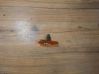 Front fender indicator light 01975