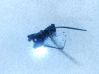 Luftdrucksensor 9651931280