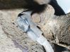 ABS brake wheel speed sensor 3811