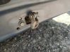 Front door check strap stopper 